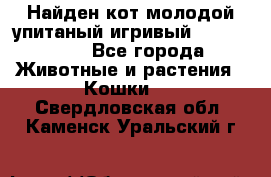 Найден кот,молодой упитаный игривый 12.03.2017 - Все города Животные и растения » Кошки   . Свердловская обл.,Каменск-Уральский г.